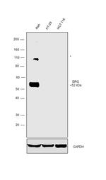 ERG Antibody in Western Blot (WB)