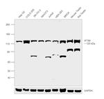 IFT88 Antibody in Western Blot (WB)