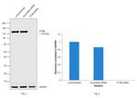 IFT88 Antibody in Western Blot (WB)