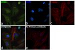 DDX6 Antibody in Immunocytochemistry (ICC/IF)