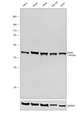 DDX6 Antibody in Western Blot (WB)