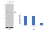 DDX6 Antibody in Western Blot (WB)