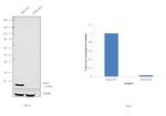 SOD1 Antibody in Western Blot (WB)