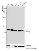 SOD1 Antibody in Western Blot (WB)