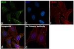 CK1 delta Antibody in Immunocytochemistry (ICC/IF)