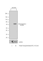 Chromogranin A Precursor Antibody in Western Blot (WB)