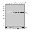 HSC70 Antibody in Western Blot (WB)