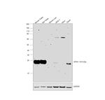 GPX4 Antibody in Western Blot (WB)