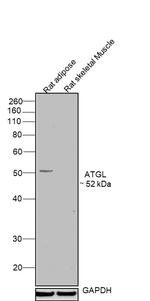 ATGL Antibody in Western Blot (WB)