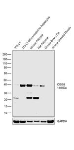 CGI58 Antibody