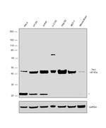 TIA-1 Antibody in Western Blot (WB)