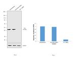 TIA-1 Antibody