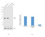 TIA-1 Antibody in Western Blot (WB)