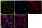 FMRP Antibody in Immunocytochemistry (ICC/IF)