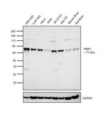 FMRP Antibody in Western Blot (WB)