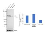 FMRP Antibody