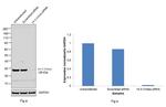 14-3-3 theta Antibody in Western Blot (WB)