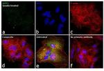 GOT1 Antibody in Immunocytochemistry (ICC/IF)