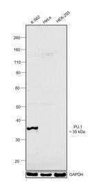 PU.1 Antibody in Western Blot (WB)