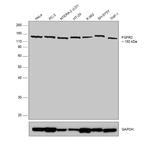 FGFR2 Antibody in Western Blot (WB)