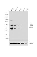 MEIS1 Antibody