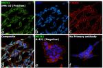 MEIS1 Antibody in Immunocytochemistry (ICC/IF)