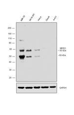 MEIS1 Antibody in Western Blot (WB)