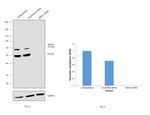 MEIS1 Antibody