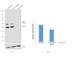 MEIS1 Antibody in Western Blot (WB)