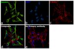 Desmin Antibody in Immunocytochemistry (ICC/IF)