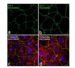 ZO-1 Antibody