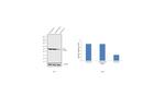 PAR1 Antibody in Western Blot (WB)