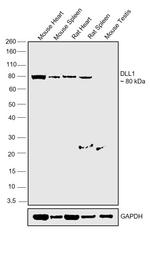 DLL1 Antibody in Western Blot (WB)