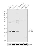 Caveolin 3 Antibody in Western Blot (WB)