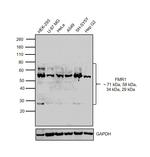 FMRP Antibody in Western Blot (WB)