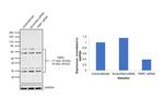 FMRP Antibody in Western Blot (WB)