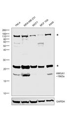 HMGA1 Antibody in Western Blot (WB)