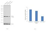 ACAT1 Antibody in Western Blot (WB)