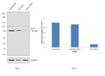 SNX1 Antibody