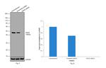 GNAS Antibody in Western Blot (WB)