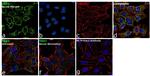 YBX1 Antibody in Immunocytochemistry (ICC/IF)