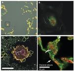 Lamin B1 Antibody in Immunocytochemistry (ICC/IF)