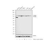 beta Catenin Antibody in Western Blot (WB)