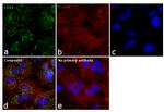 COX4 Antibody in Immunocytochemistry (ICC/IF)