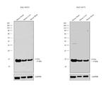 COX4 Antibody