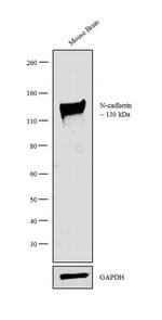 N-cadherin Antibody in Western Blot (WB)