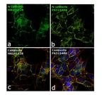 N-cadherin Antibody