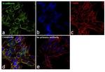 N-cadherin Antibody in Immunocytochemistry (ICC/IF)