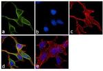 alpha Tubulin Antibody in Immunocytochemistry (ICC/IF)