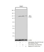 Arginase 1 Antibody